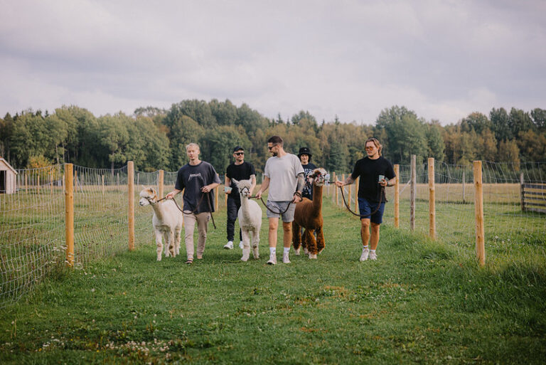 Alpakafarm (VisitPärnu / Mihkel Sillaots)