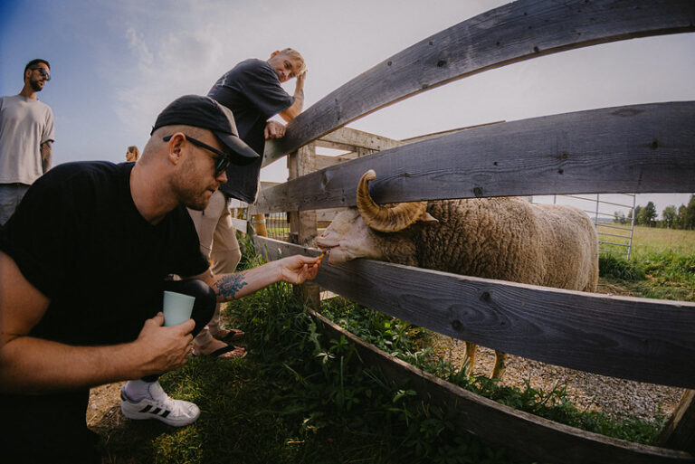 Alpakafarm (VisitPärnu / Mihkel Sillaots)