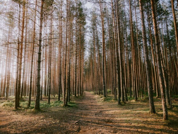 732889-viru-nature-trail-web-version-1920px