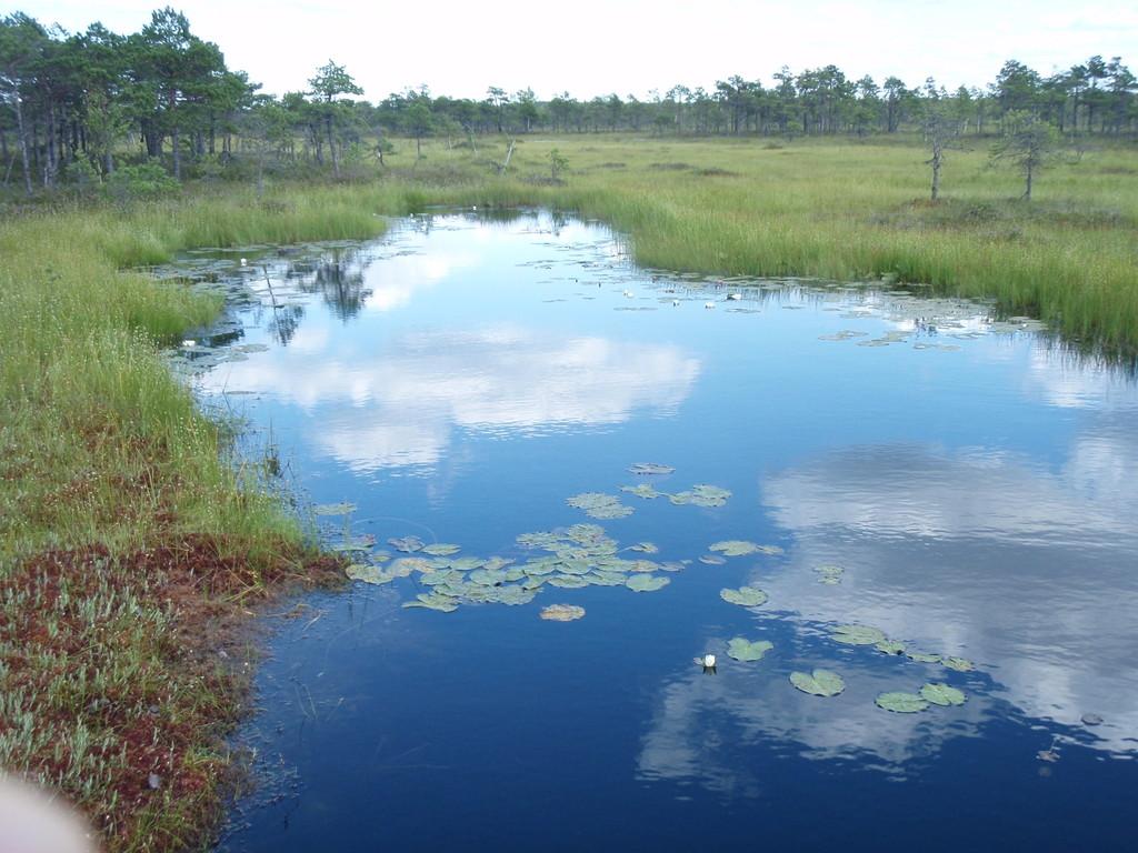 Озерцо на болоте Рийса в парке Соомаа.