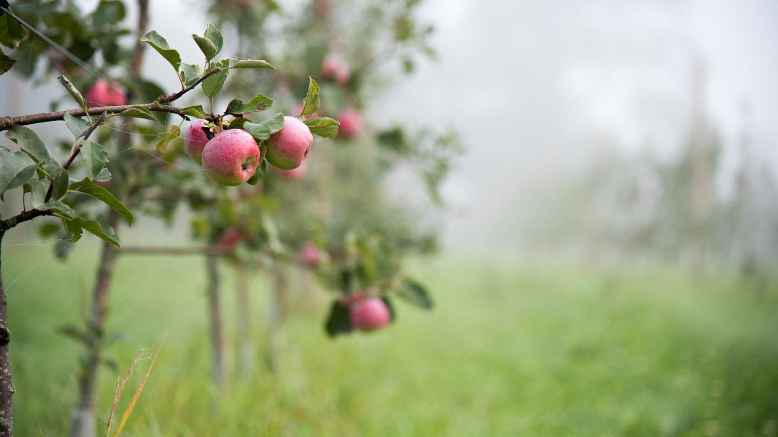 Jaanihanso õunaaed
