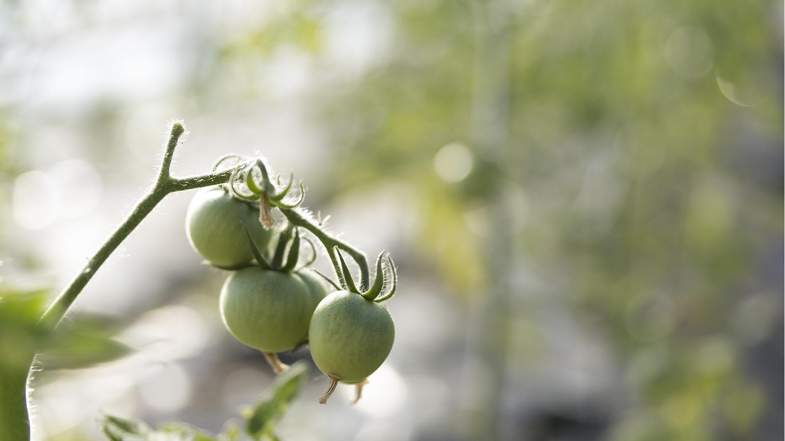 Мастер-класс Клаары-Манни по выращиванию натуральных овощей и фруктов