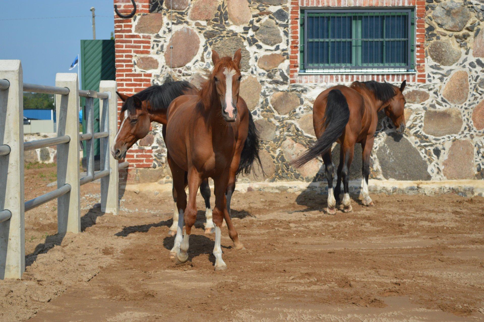 Музей конного завода Тори