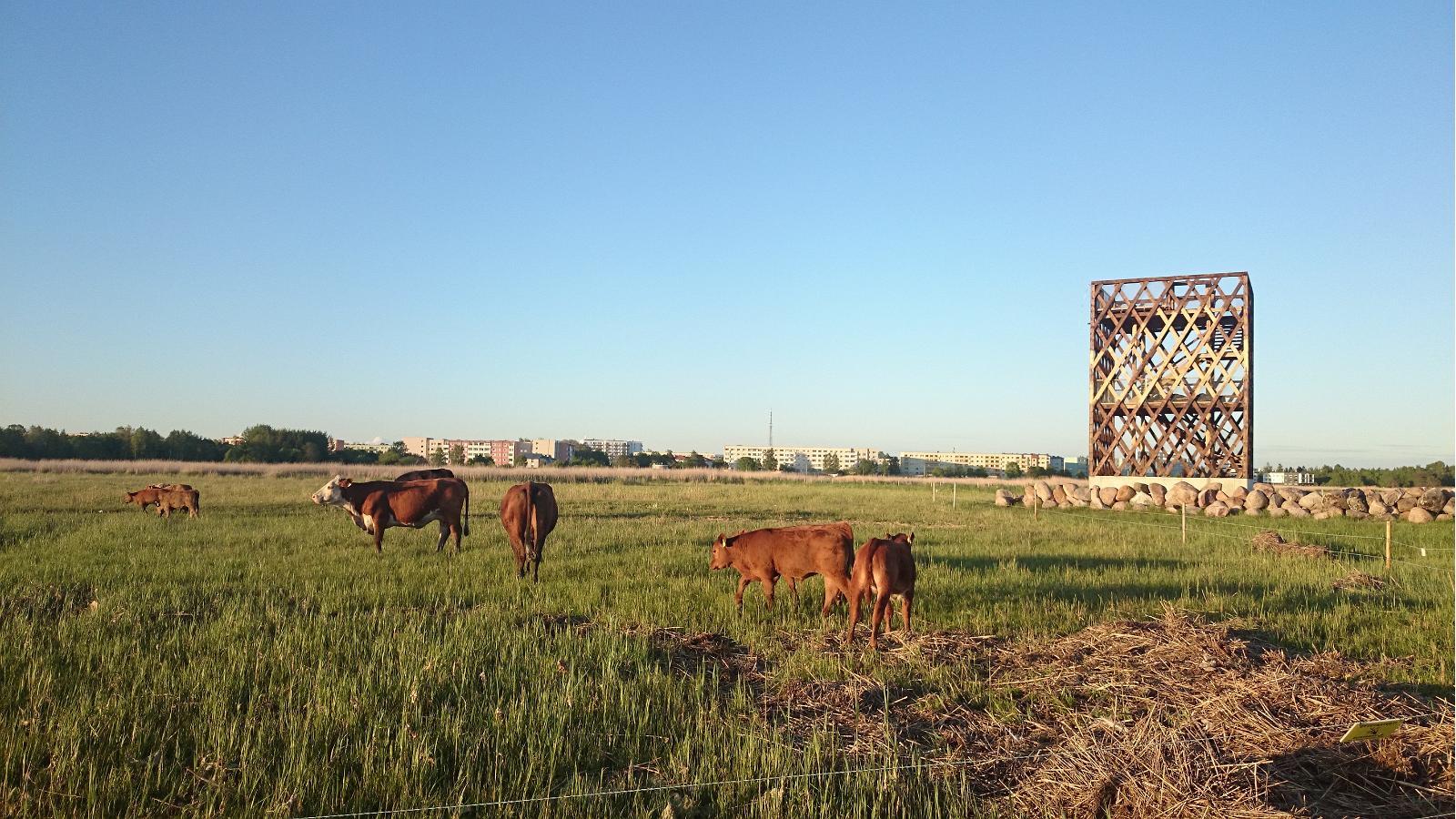 Pärnu Coastal Meadow Nature Reserve, observation tower, and cows