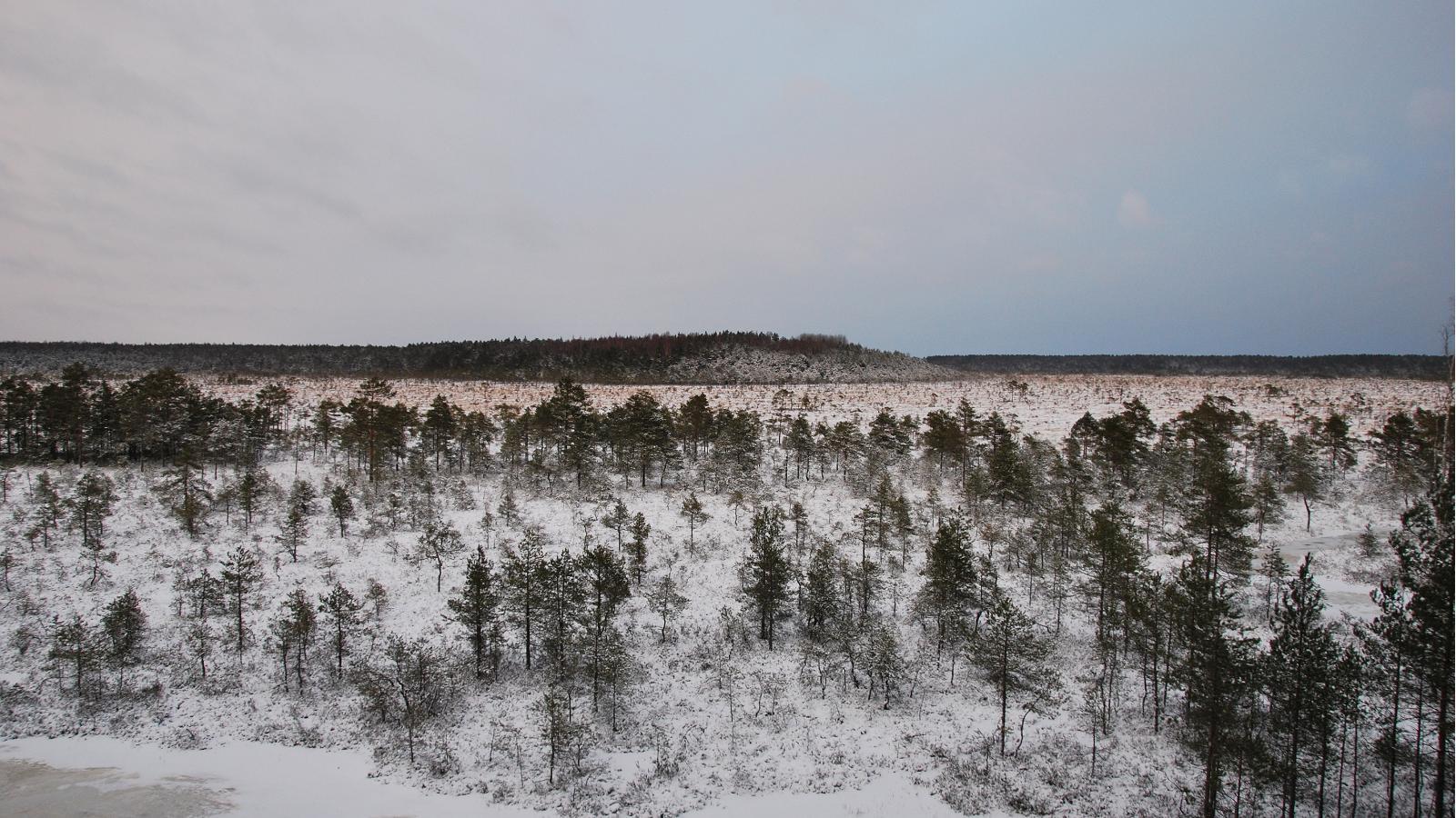View of Lindi bog from the observation tower during winter