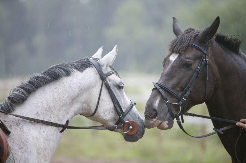 Imperia and Miku – horses on Maria Farm
