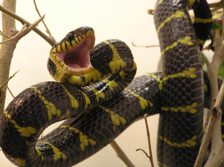 MiniZoon käärme
