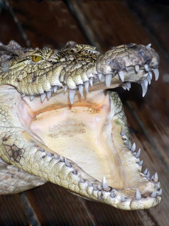 MiniZoo krokodill