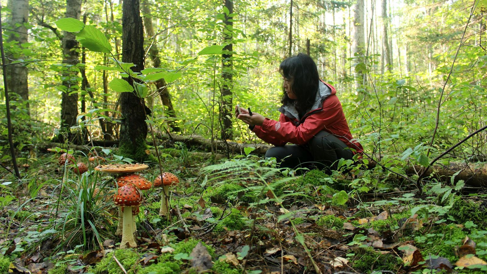 Taking pictures of fly agarics