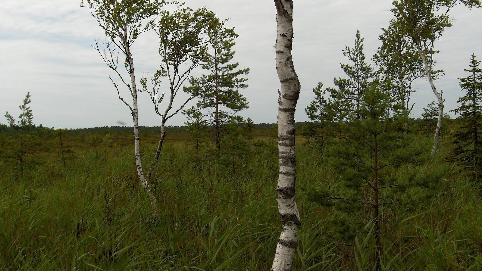 Swamp birches by Virussaare