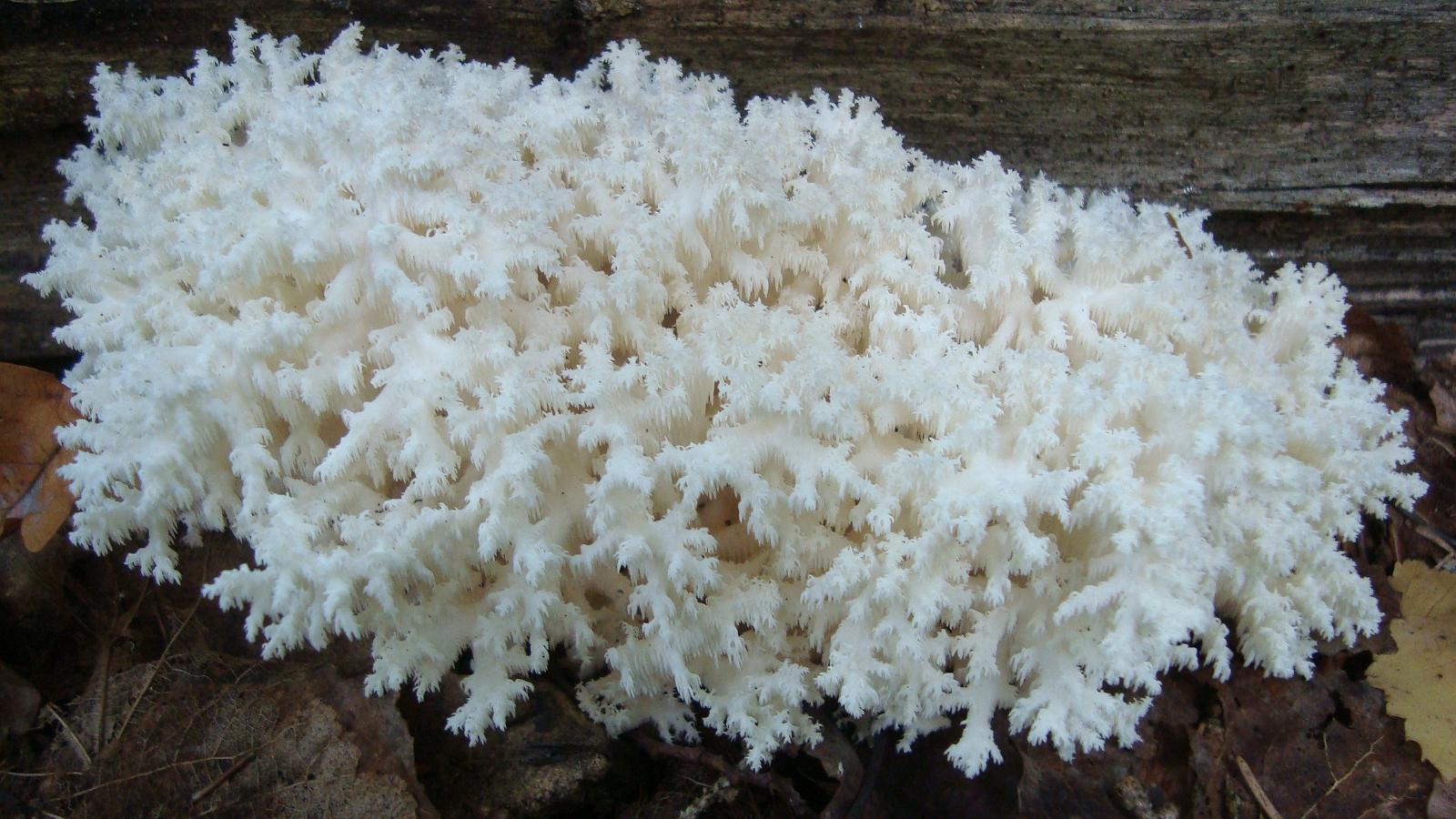 One of the most eye-catching mushrooms of Estonian forests - the coral tooth fungus, or Hericium coralloides
