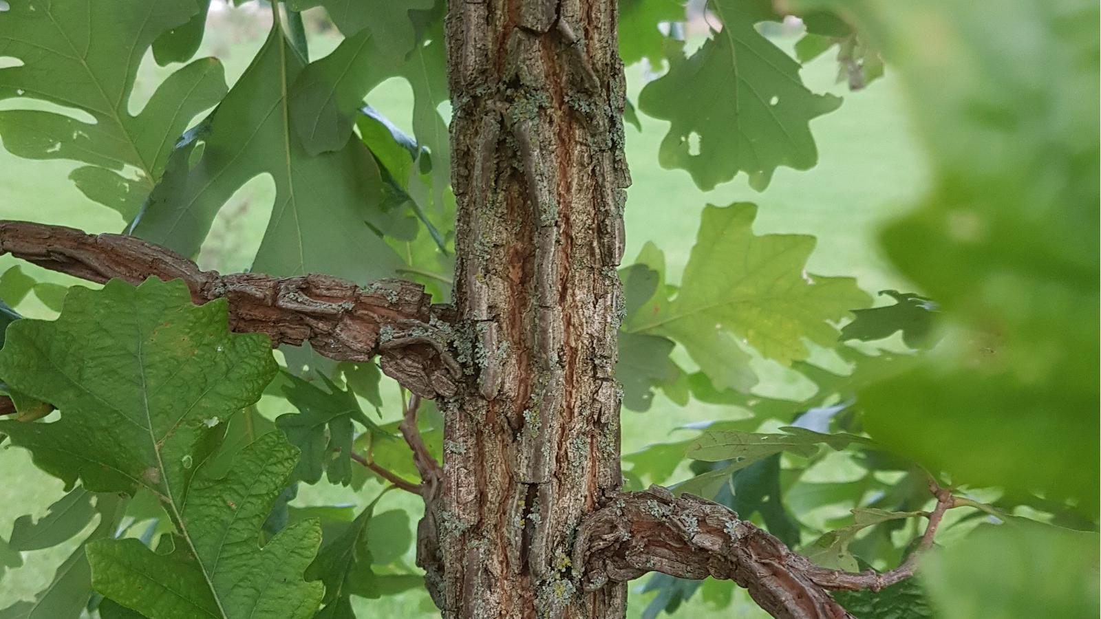 Suureviljalise tamme korkjas teisend Quercus macrocarpa