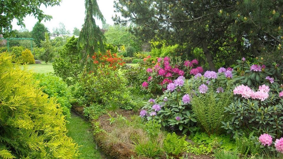 Maien puutarha. Keväisen turvepuutarhan rhododendronit
