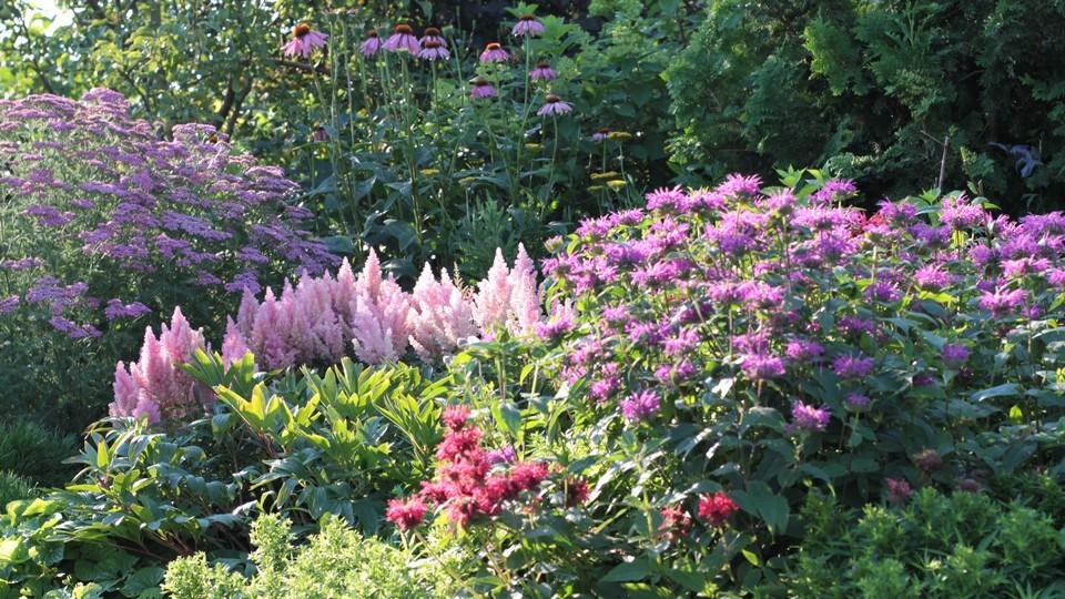 Maien puutarha. Vaaleanvioletit rytmit elokuussa - punaväriminttu, jaloangervo ja kärsämö