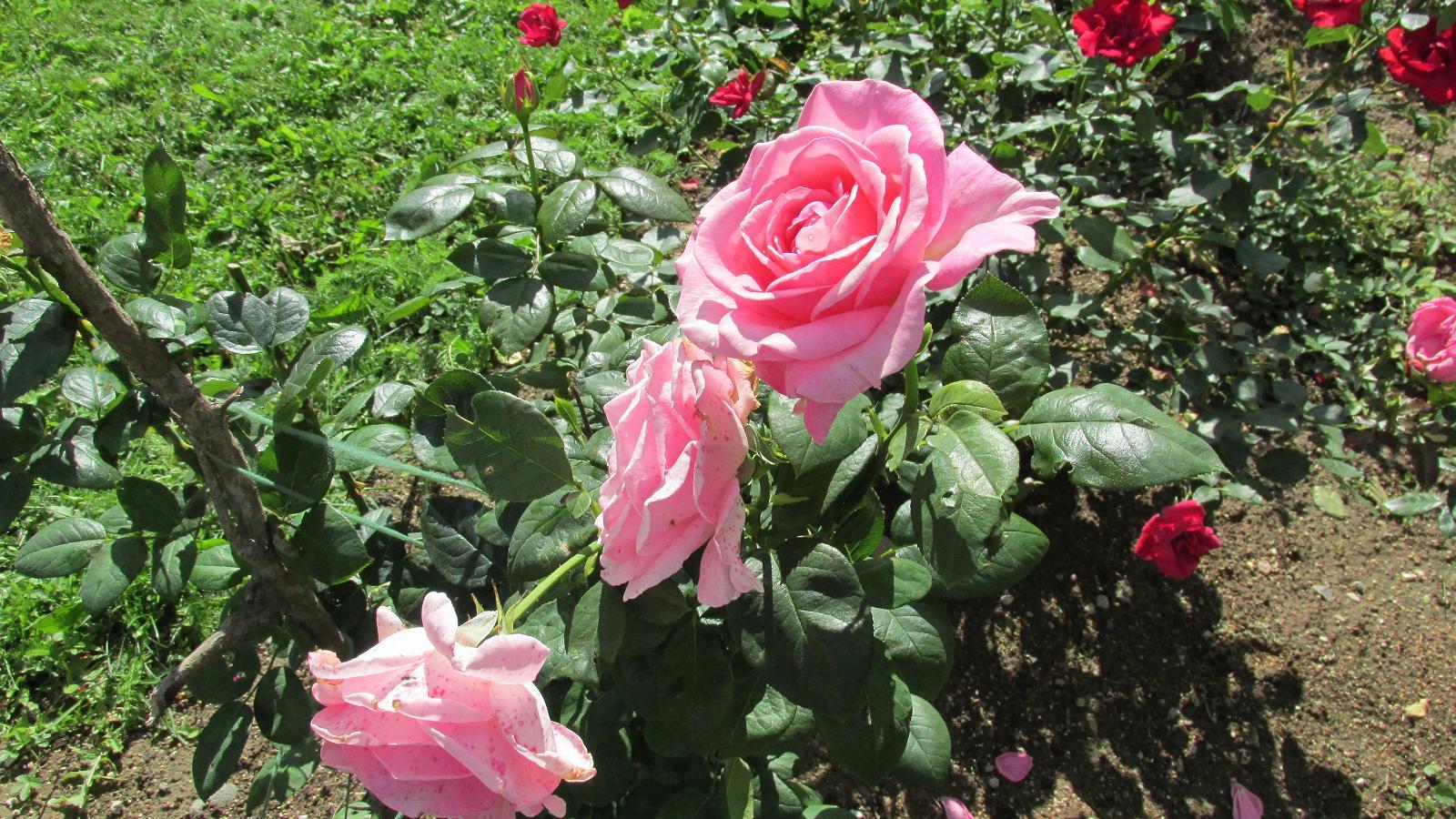 Розы хутора Панга