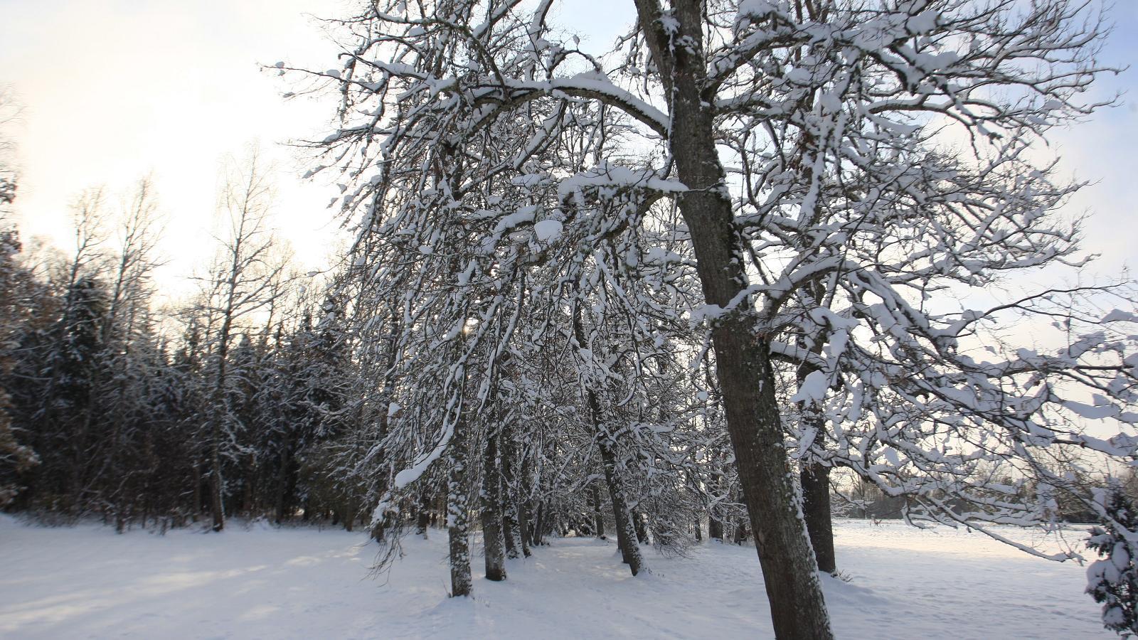 Allikukivi Park in the winter