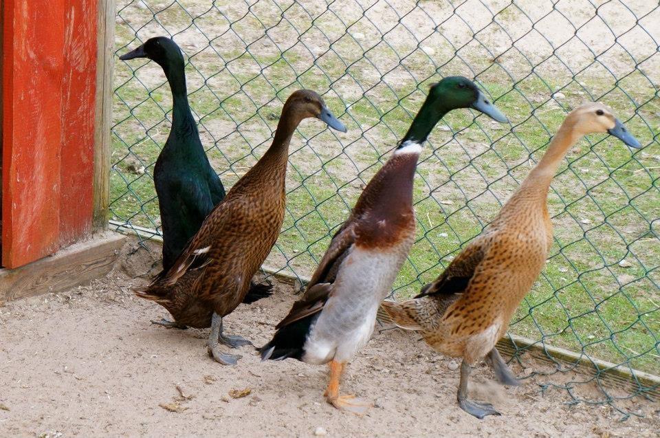 Парк животных и птиц на хуторе Тейспере