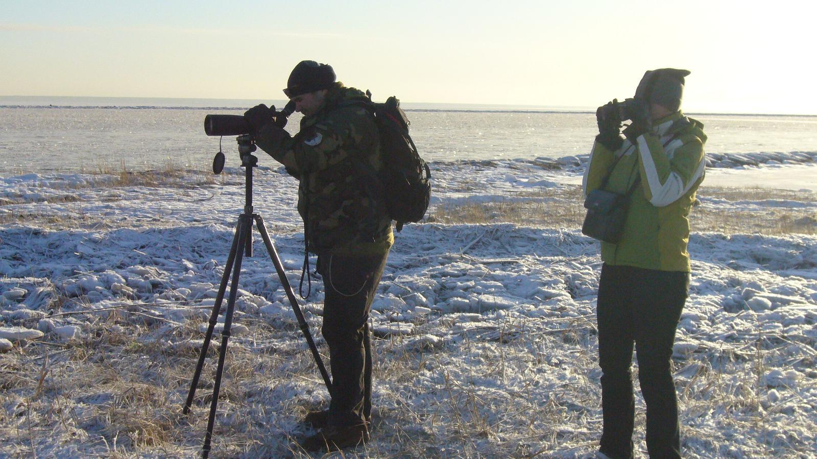 Seikle Vabaks lintujen tarkkailu Pärnunlahden pohjoisrannikolla