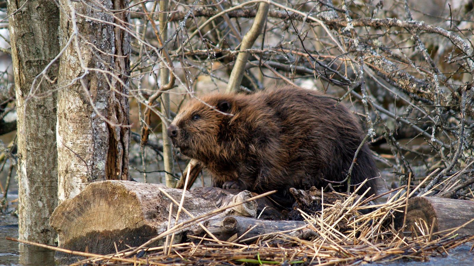 Soomaa.com beaver safari