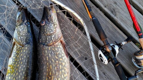 Fishing for pike on the river can be very exciting