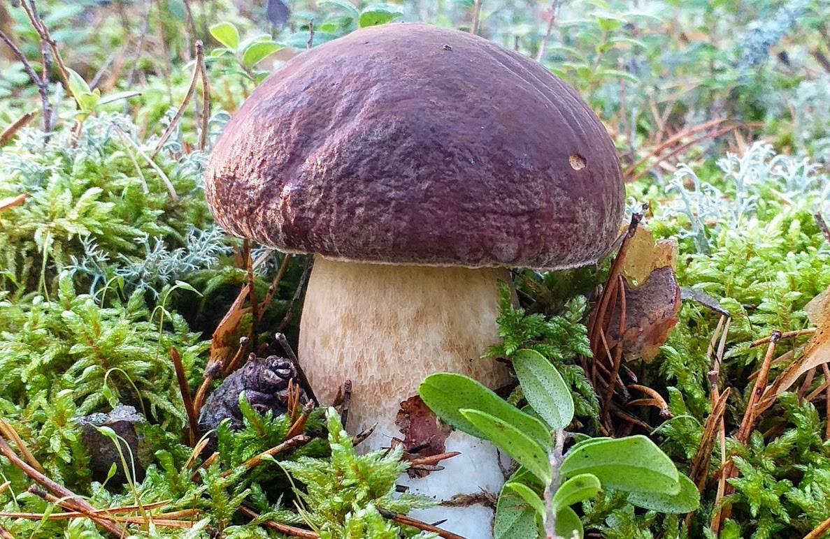 Adventure trips for mushroom lovers in Pärnu County