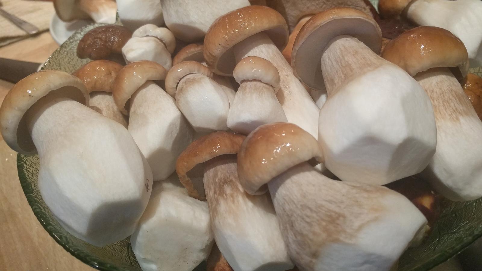 Mushroom trips in Pärnu County
