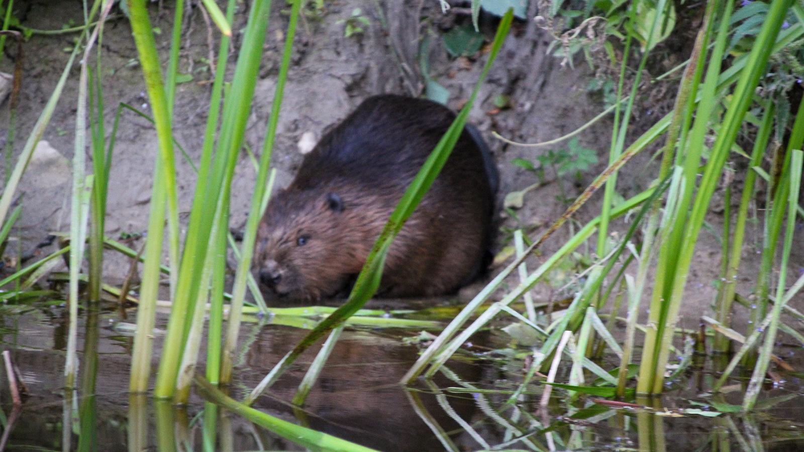 Beaver Matsalu National Park