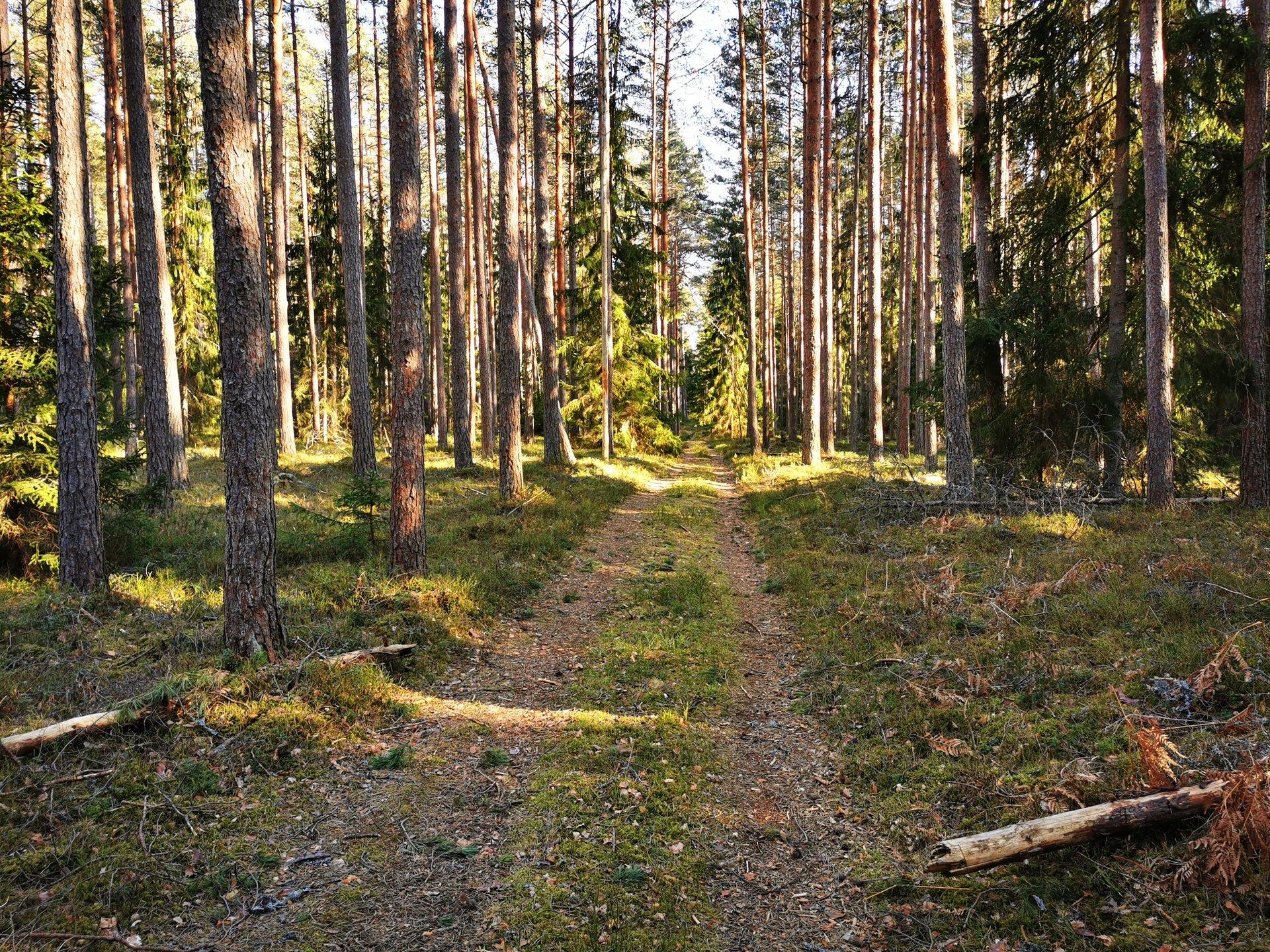 RMK Kolga nature study trail