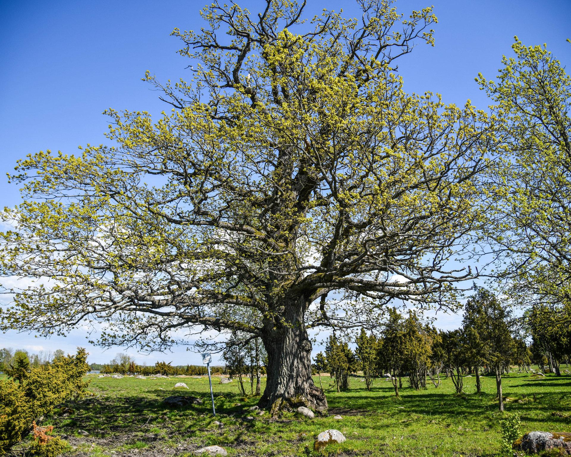 Kastna oaks