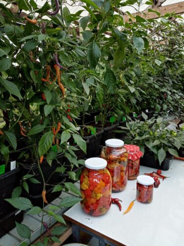 Chili peppers collection garden