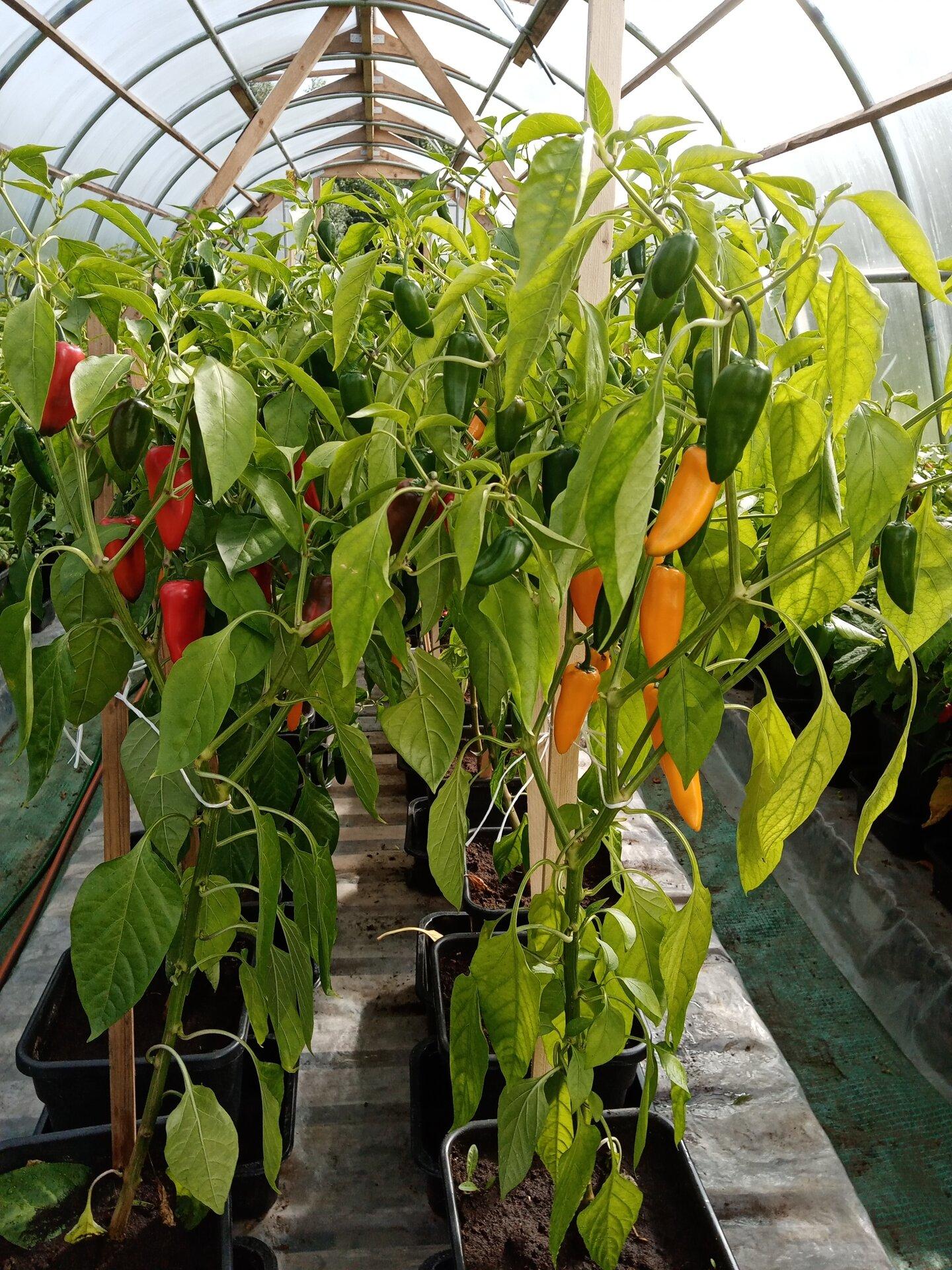 Chili peppers collection garden