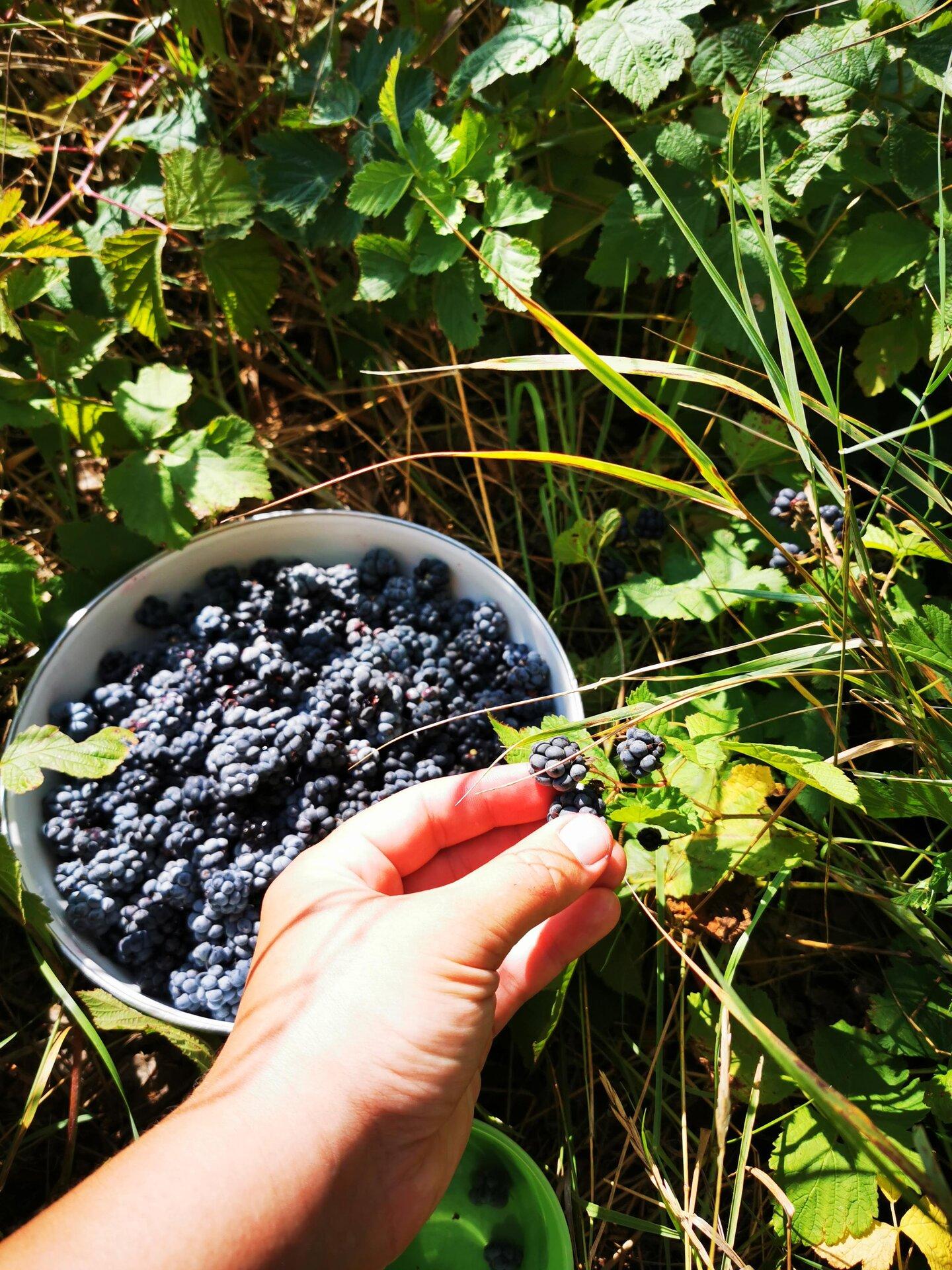 Picking dewberries on Sorgu island