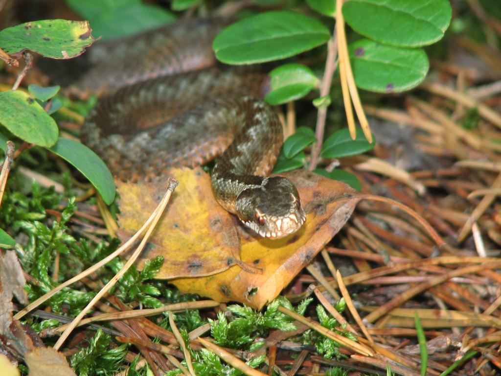 Common viper