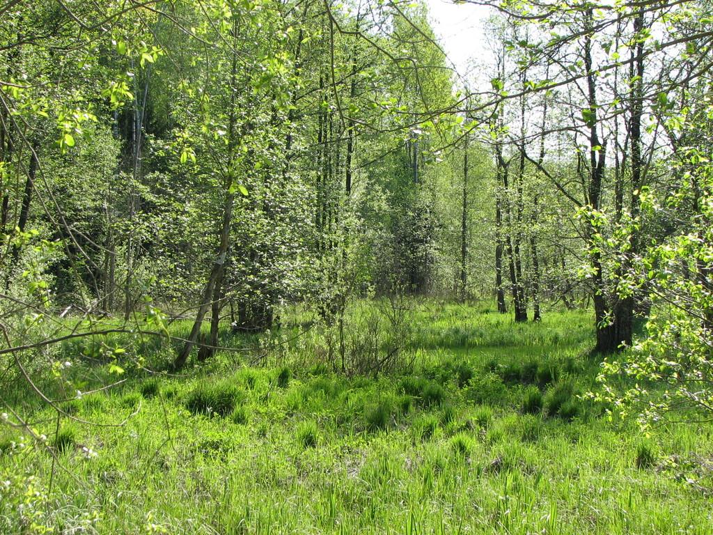 Tõramaa wooded meadow trail