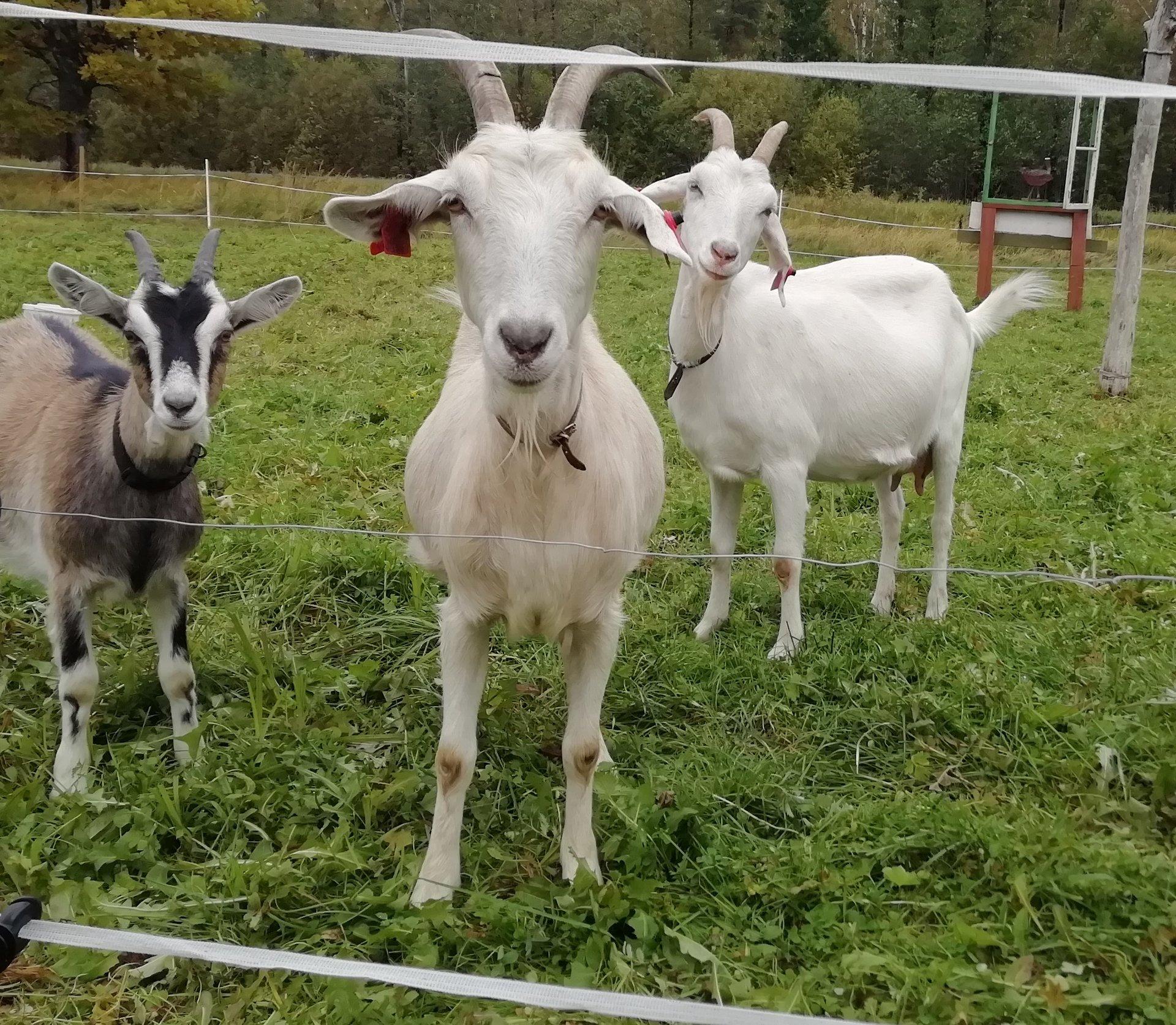 Tipu Nature School goats