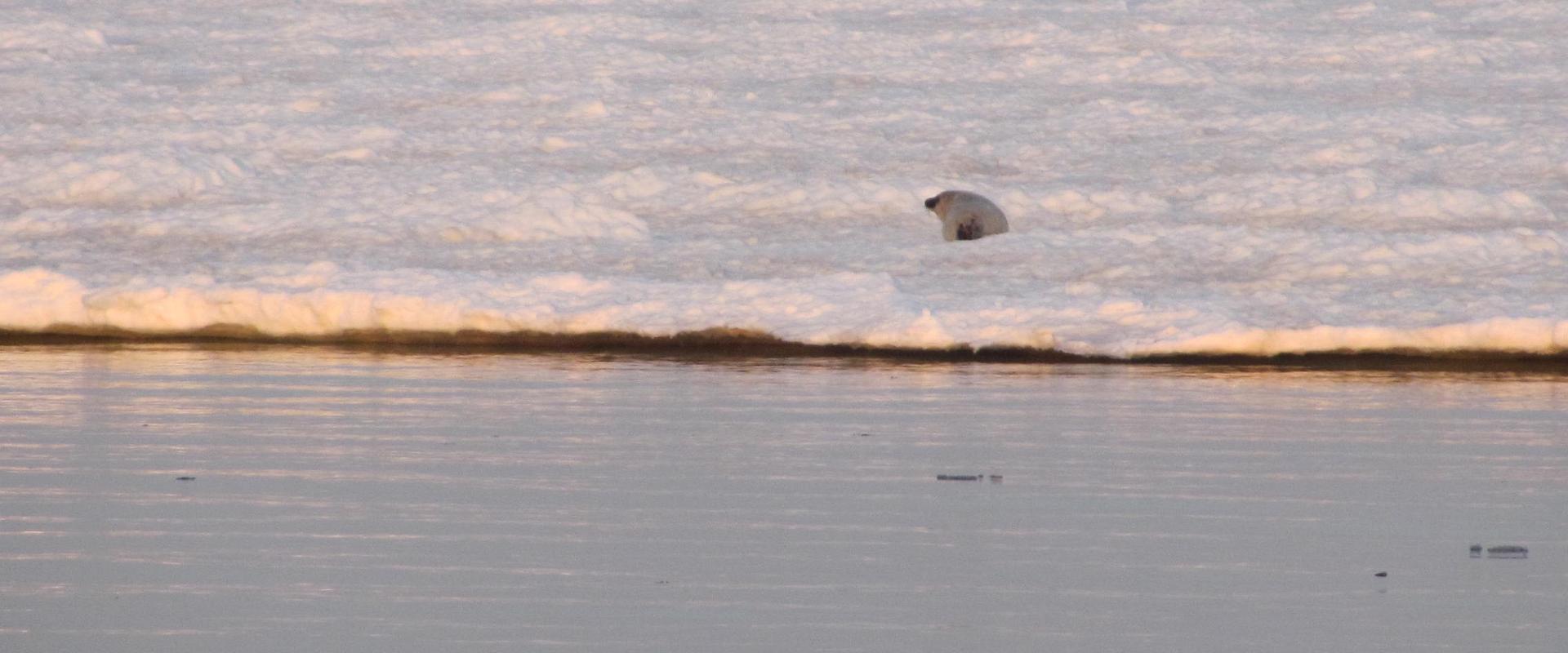 Discover Kihnu in winter, a young seal